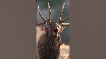 Thumbnail of Elk bugles as close as can be