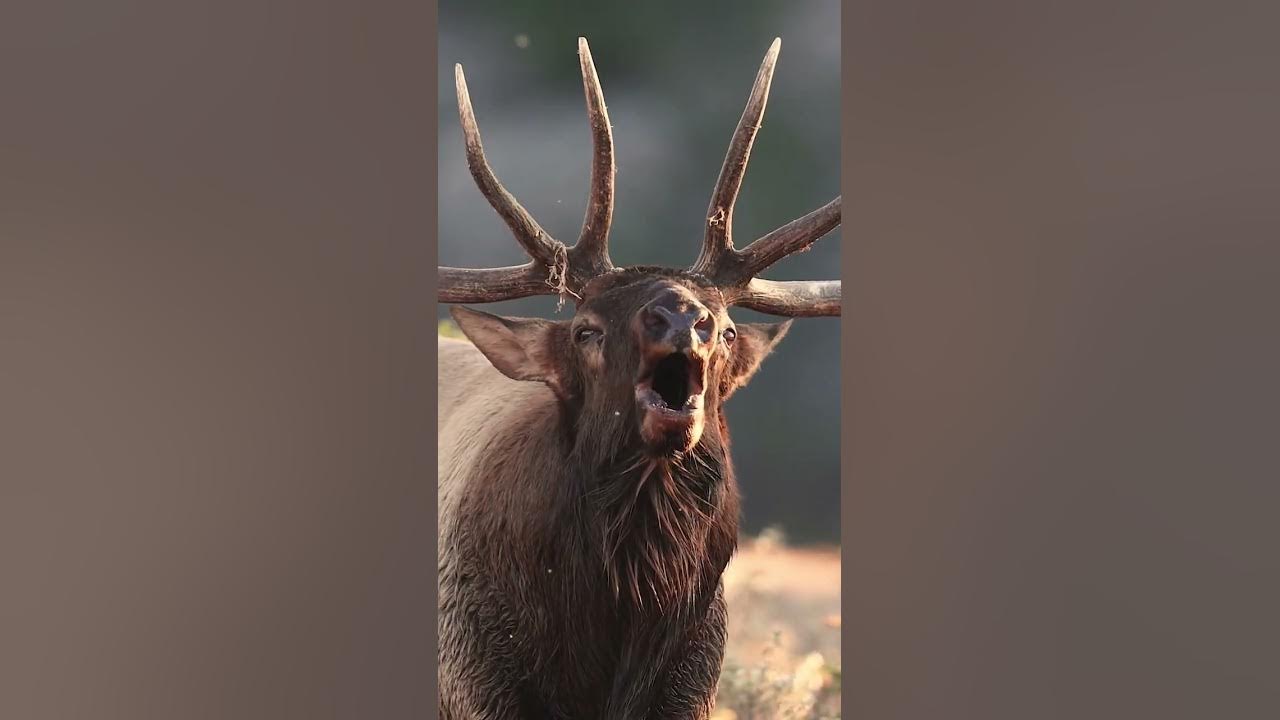 Elk bugles as close as can be
