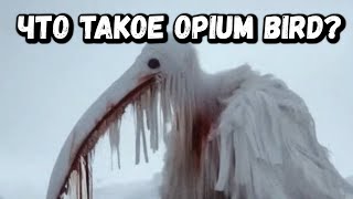 видео: ЧТО ТАКОЕ OPIUM BIRD? картинка: ЧТО ТАКОЕ OPIUM BIRD?