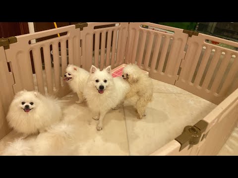 Baby dog trying hard to mate the big dog| Mating dogs|funny and cute puppies|Milana italia