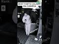 BEST FARTS CAUGHT ON ЁЯУ ЁЯТйЁЯШВ Funny Fart Shorts BEST FARTS CAUGHT ON ЁЯУ ЁЯТйЁЯШВ Funny Fart Shorts