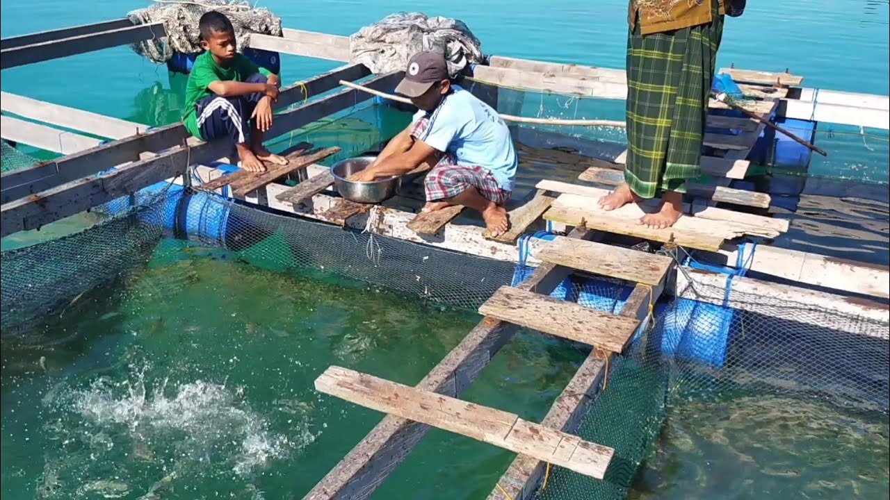 Rutinitas dan Proses Pemeliharaan Ikan Di Keramba Jaring Apung