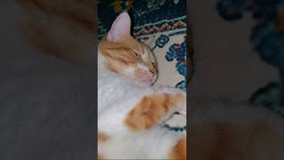 He loves this Rug!