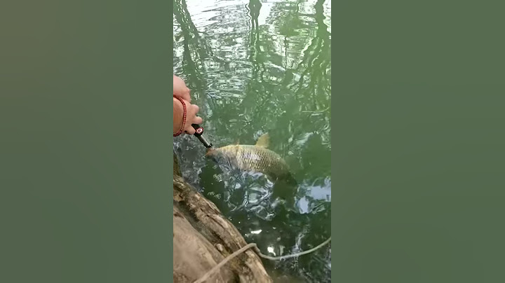 Carp at bandera city park texas