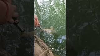 Carp at bandera city park texas