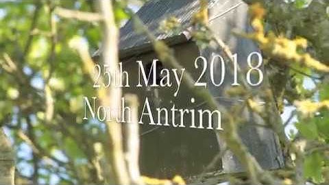 Busy Tree Sparrow Garden Nest Box - 2018