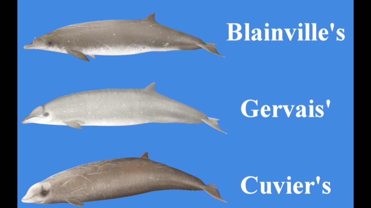 Beaked whales