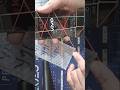 VIVO Y39/HOW TO DISPLAY CHANGE/#disply #vivo #Rjelectronics repairing#shortvideo