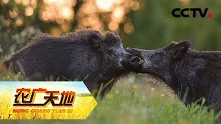 《农广天地》羌族小伙深山发猪财 20190117 | CCTV农业