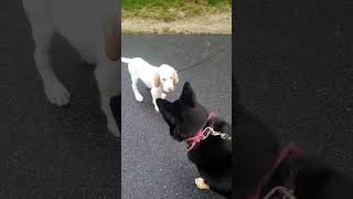 Cute Spinone Italiano puppy plays with Cassie. He talks!