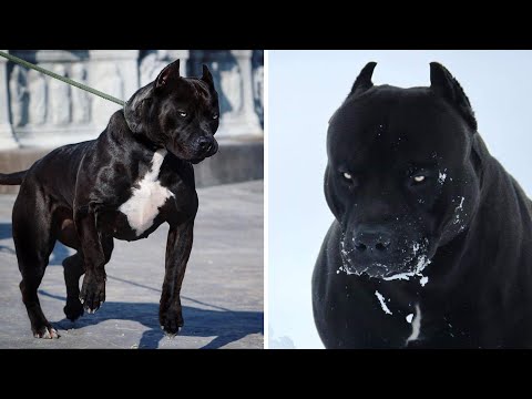 Video: Las 10 razas de perros peor guardia