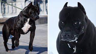 Top 10 Most Respected And Dangerous Guard Dog Breeds In The World