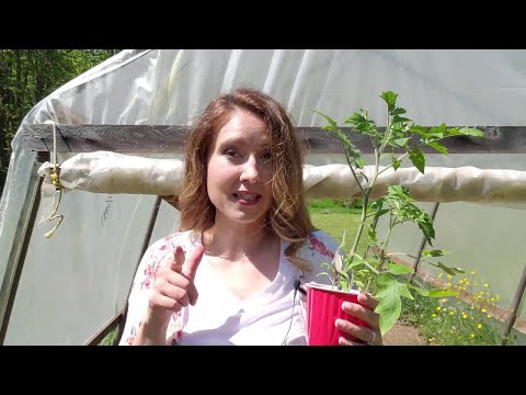 Video: San Marzano Tomatpleje – Dyrk San Marzano Sauce Tomatplanter