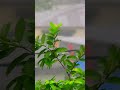 Heavy Rain on Guava Leaves - Calming Nature ASMR #shortvideo #natureambience #shortsfeed