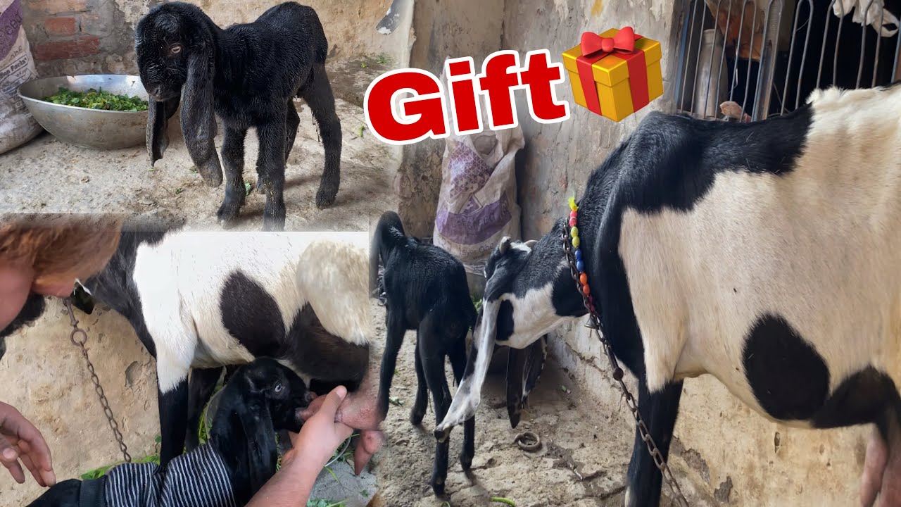 Hamari Bakri Ne Diya Bohat Pyara Bacha 🐐😍 | Cute Baby Goat Birth | Zaryab Pets Vlog