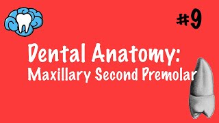 Dental Anatomy | Maxillary Second Premolar | INBDE