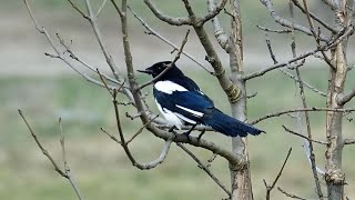 Straka obecná (Pica pica) Eurasian magpie, Elster, Сорока, Sroka zwyczajna, Straka obyčajná