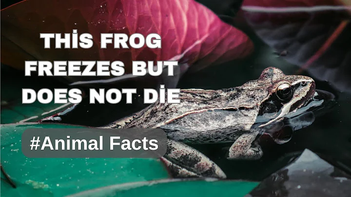 North America's Amazing Wood Frog | Animal Facts