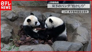【双子パンダ】レイレイ＆シャオシャオ  一緒に”枝かじり”  最新映像公開
