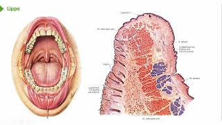 Mundhöhle und Magen-Darm-Trakt: Mundhöhle-Lippe-Zunge