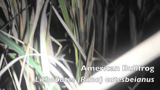 Lithobates (Rana) catesbeianus - American Bullfrog