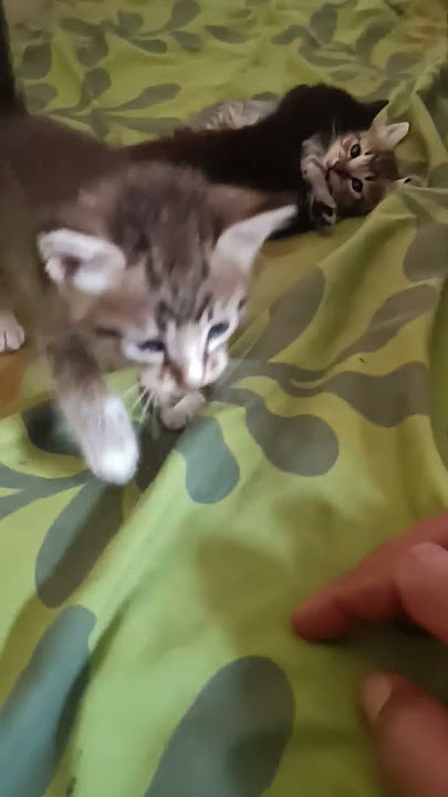1 bulan setelah dilahirkan, Nakalnya minta ampun. #cat #anabul #kucinganggoralucudanimut #catlovers