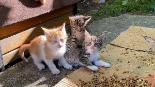 11 Cute little Kittens playing games. These Kittens are so beautiful. 😍