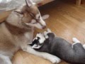 Husky PlayFight  -I-