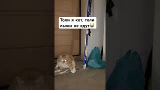 Мемы с котиками #memes