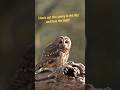 Tawny Owl in the Day and night!