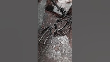 Run Cycle Animation Poses 🥰 #shorts #cycling #animationvideo #animationstory #animationmovie #short