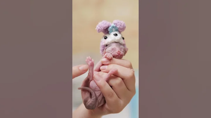 Video 2704921: sphynx cat cutecat kitten, sphynx kitten cute cat, newborn sphynx