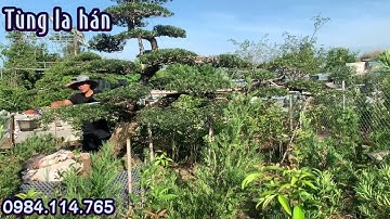 Cây Tùng la hán dáng bay | Tùng la hán trồng hồ cá đẹp | Tùng la hán trồng hồ koi | Tùng la hán