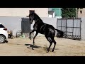 Amazing Black Marwari Filly Attitude Same like a Arabian Horse