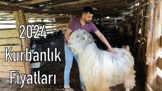 2024 KURBANLIK FİYATLARI | Honamlı Tekeler Ne Kadar ?