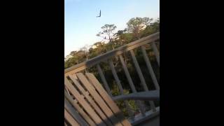Seagull attack 2!