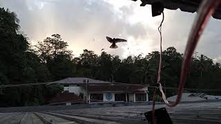 SP NIAS MEMBARA ( SP KHUSUS PENANGAN RBW DI NIAS )