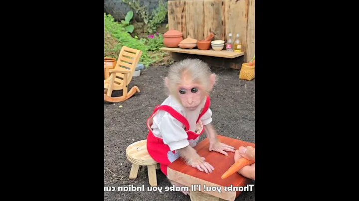 Auntie harvests carrots and corn to make curry for baby monkey Xuka #monkey #monkeybibi #babymonkey