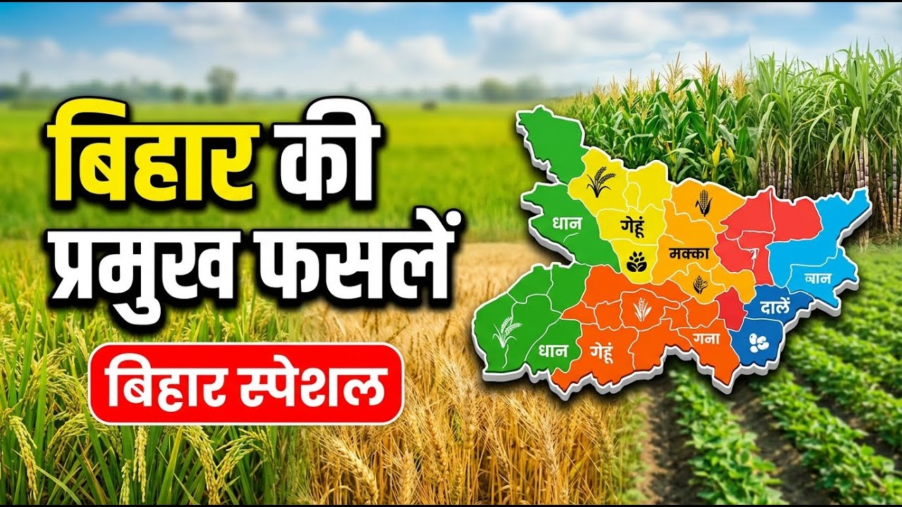 बिहार की प्रमुख फसल | Major Crops of Bihar | Bihar GK for All Exams
