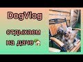 DogVlog: ОТДЫХАЕМ НА ДАЧЕ | ЧТО Я БЕРУ СОБАКАМ С СОБОЙ НА ДАЧУ