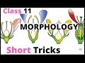 Morphology Of Flowering Plants Short Tricks|biology bytes|Ncert bio For NEET|AIIMS|JIPMER|Class 11