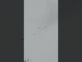 Four Birds in Fighter Formation, North Alabama