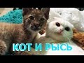 ЖИЗНЬ КОТА С РЫСЬЮ. Как кот Пусси вырастил рысь Ханну / THE LIFE OF A CAT AND A LYNX