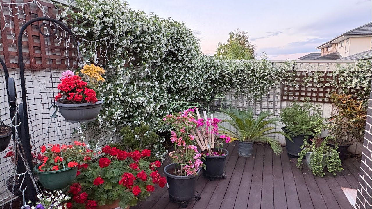 Советы по выращиванию звездчатого жасмина | Более продолжительное цветение и почему опавшие листь...