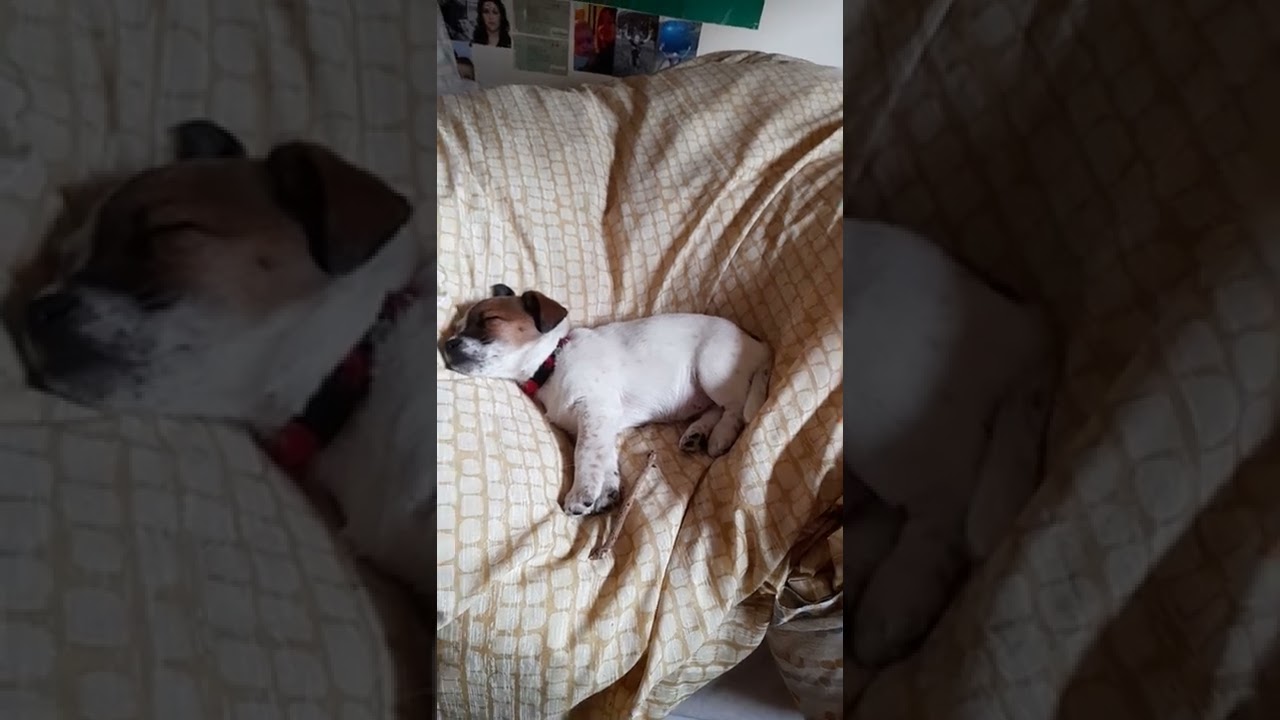 Happiness is a warm puppy.