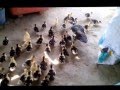 A female duck with her hundred kids