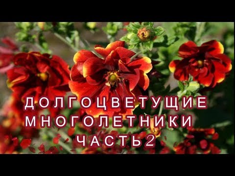 ✓ДОЛГОЦВЕТУЩИЕ МНОГОЛЕТНИКИ ДЛЯ САДА. ЧАСТЬ 2.✓