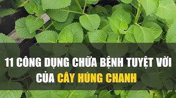 11 công dụng chữa bệnh tuyệt vời của cây Húng Chanh