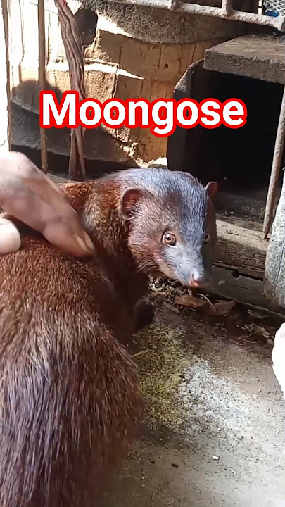 domesticated animals #domesticatedanimals #moongose #lengaran #lasun
