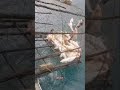 حصيلة قفص الصيد من أعماق البحر 